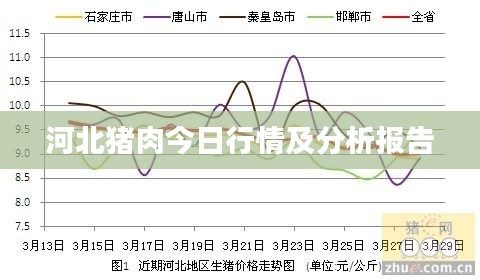 河北猪肉今日行情及分析报告