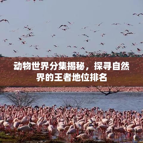 动物世界分集揭秘，探寻自然界的王者地位排名