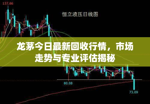龙茅今日最新回收行情，市场走势与专业评估揭秘
