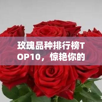 玫瑰品种排行榜TOP10，惊艳你的视觉盛宴！