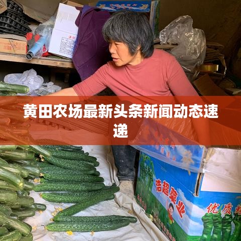 黄田农场最新头条新闻动态速递