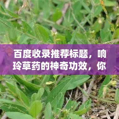 百度收录推荐标题，响玲草药的神奇功效，你了解吗？