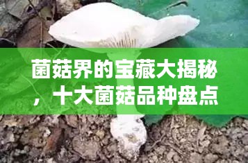 菌菇界的宝藏大揭秘，十大菌菇品种盘点！