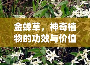 金蝉草，神奇植物的功效与价值揭秘！