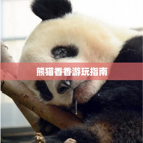 熊猫香香游玩指南