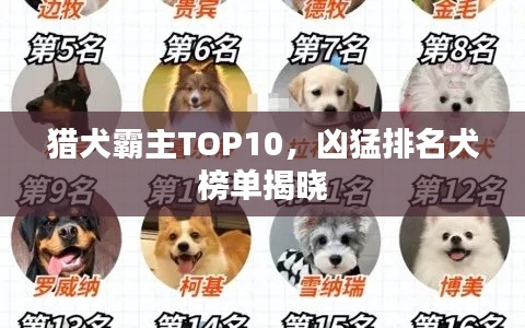 猎犬霸主TOP10，凶猛排名犬榜单揭晓