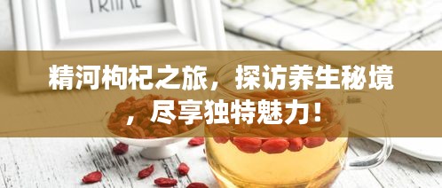 精河枸杞之旅，探访养生秘境，尽享独特魅力！