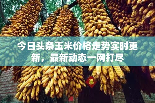 今日头条玉米价格走势实时更新，最新动态一网打尽