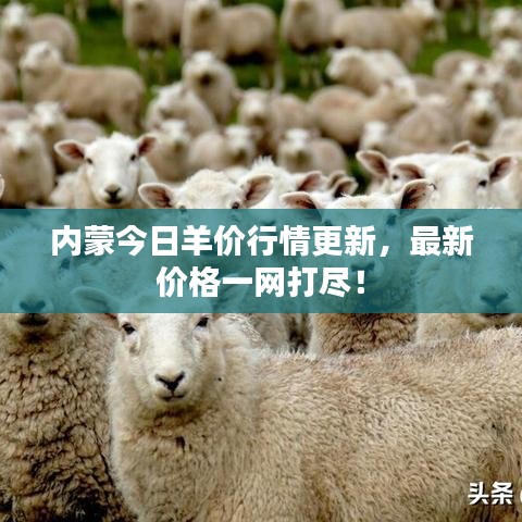 内蒙今日羊价行情更新，最新价格一网打尽！
