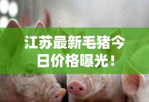 江苏最新毛猪今日价格曝光！