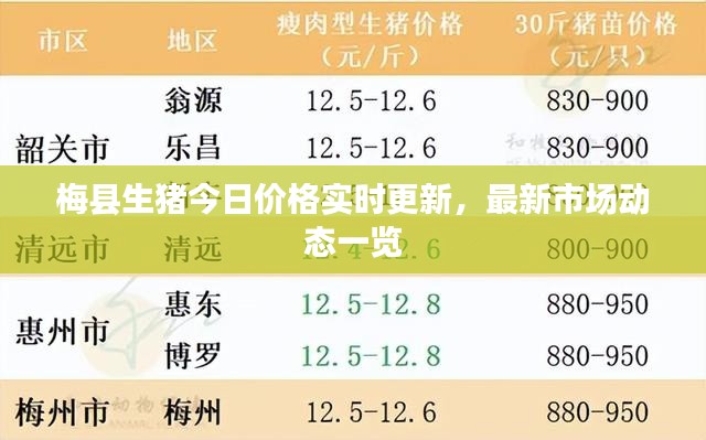梅县生猪今日价格实时更新，最新市场动态一览