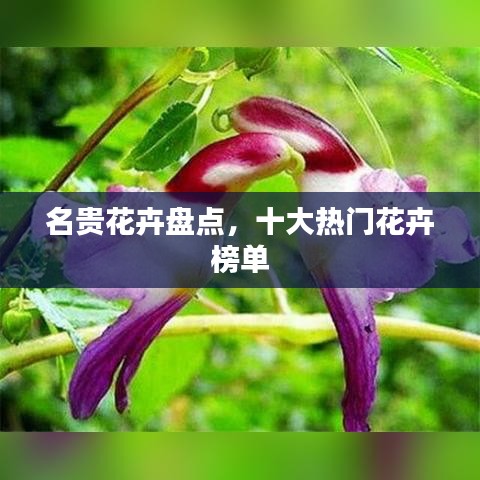 名贵花卉盘点，十大热门花卉榜单