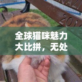 全球猫咪魅力大比拼，无处不在的猫瘾排名