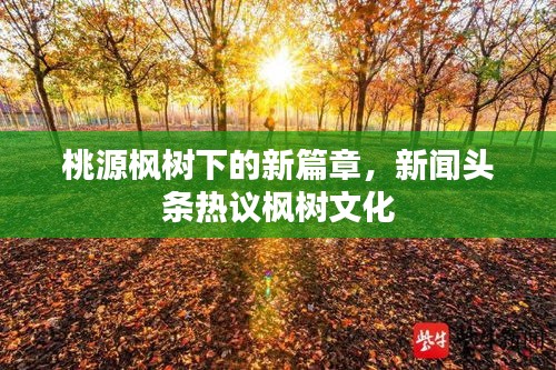 桃源枫树下的新篇章，新闻头条热议枫树文化