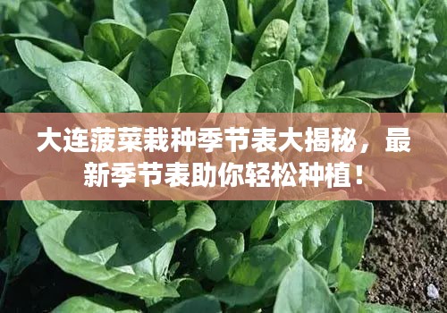 大连菠菜栽种季节表大揭秘，最新季节表助你轻松种植！