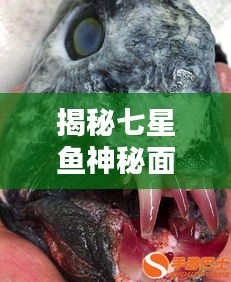揭秘七星鱼神秘面纱，独特外貌一网打尽！